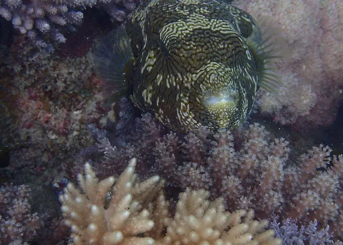 Zanzibar Luxury Villas